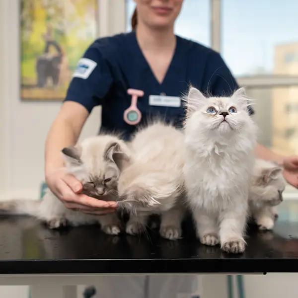Veterinär Nyköping