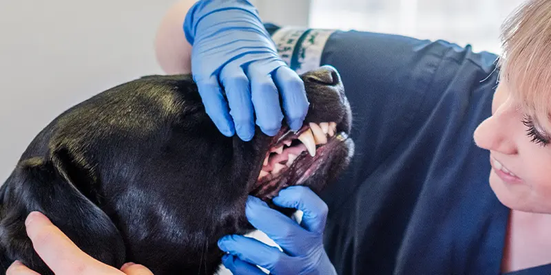 Tandavdelningen på Billdals Djurklinik Evidensia