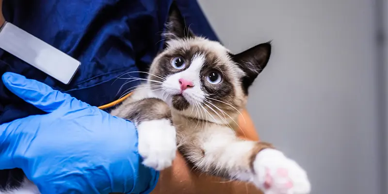 Internmedicin Täby Djursjukhus