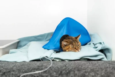 Katt får akutvård på Evidensia Specialistdjursjukhuset Helsingborg