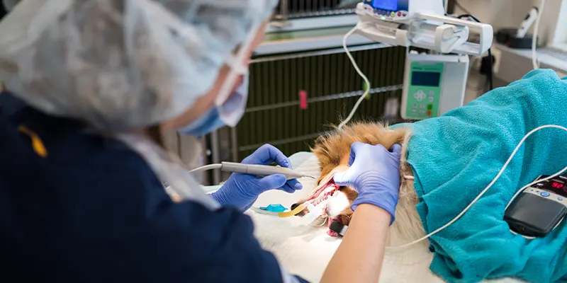 Tandavdelningen på Billdals Djurklinik Evidensia