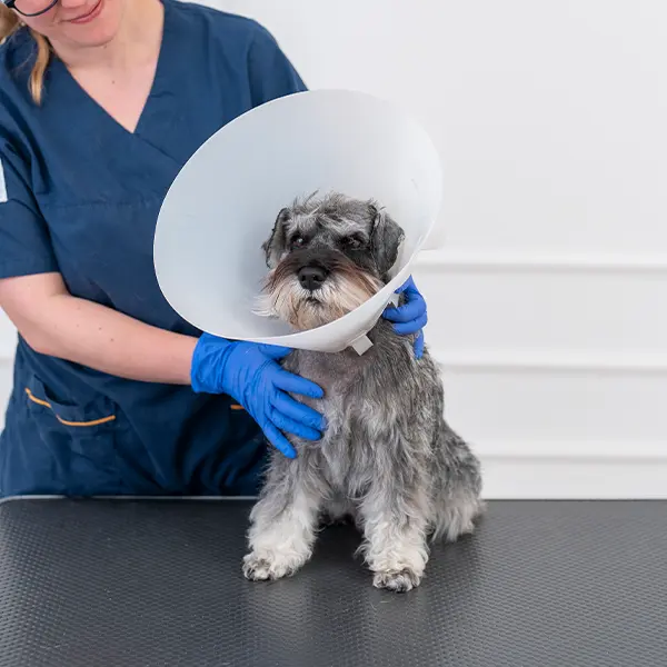 Veterinär Jönköping