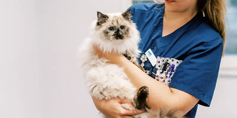 Poliklinik Djurkliniken Kungälv