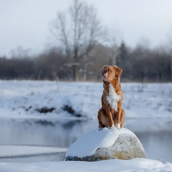 Djursjukhus Veterinär Strömsholm