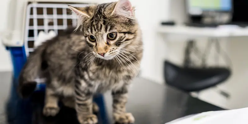 Inför besöket med katt, Billdals Djurklinik Evidensia