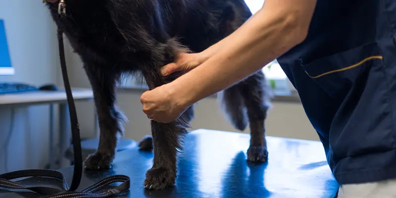 Ortopedi Täby Djursjukhus