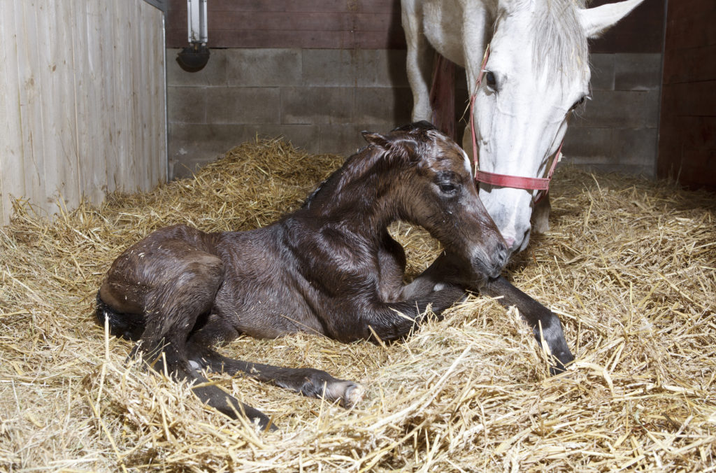 Traumatiska förlossningsskador på häst
