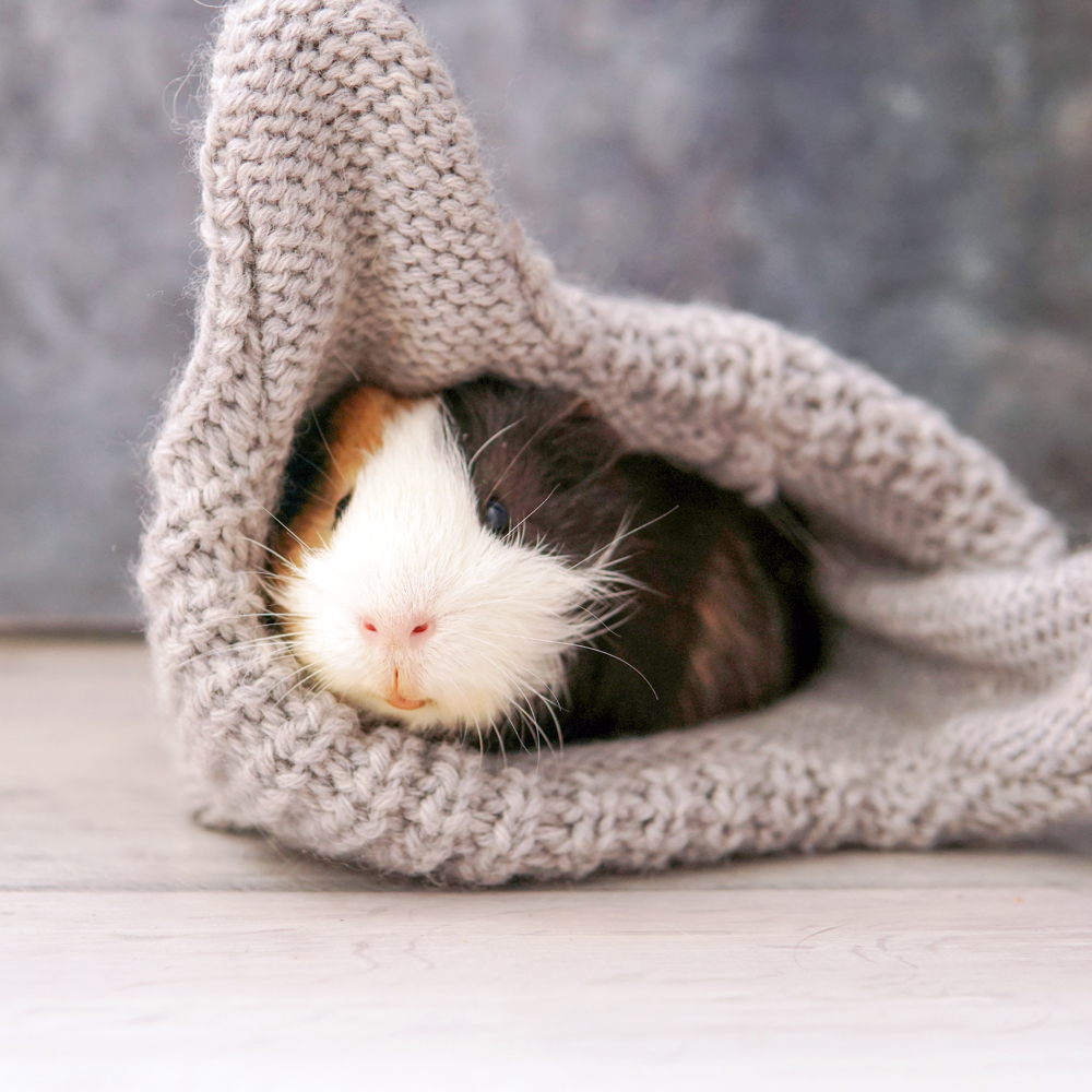 Hamster ligger inuti en grå stickad mössa och tittar ut