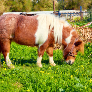 Risk för övervikt hos häst på betet