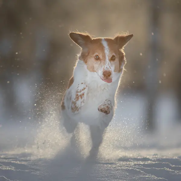 Veterinär Lidingö