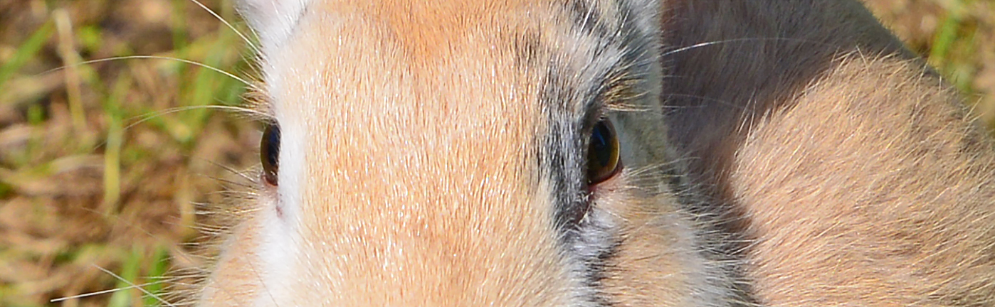 Rinnande ögon hos kanin