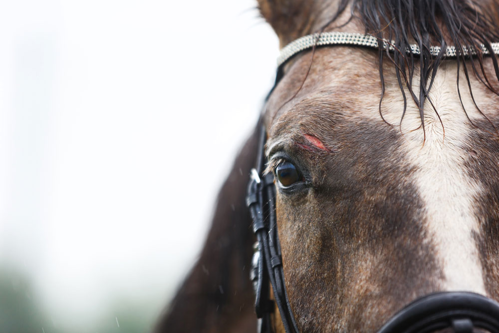 Stelkramp hos häst – vad orsakar stelkramp och hur behandlas det?