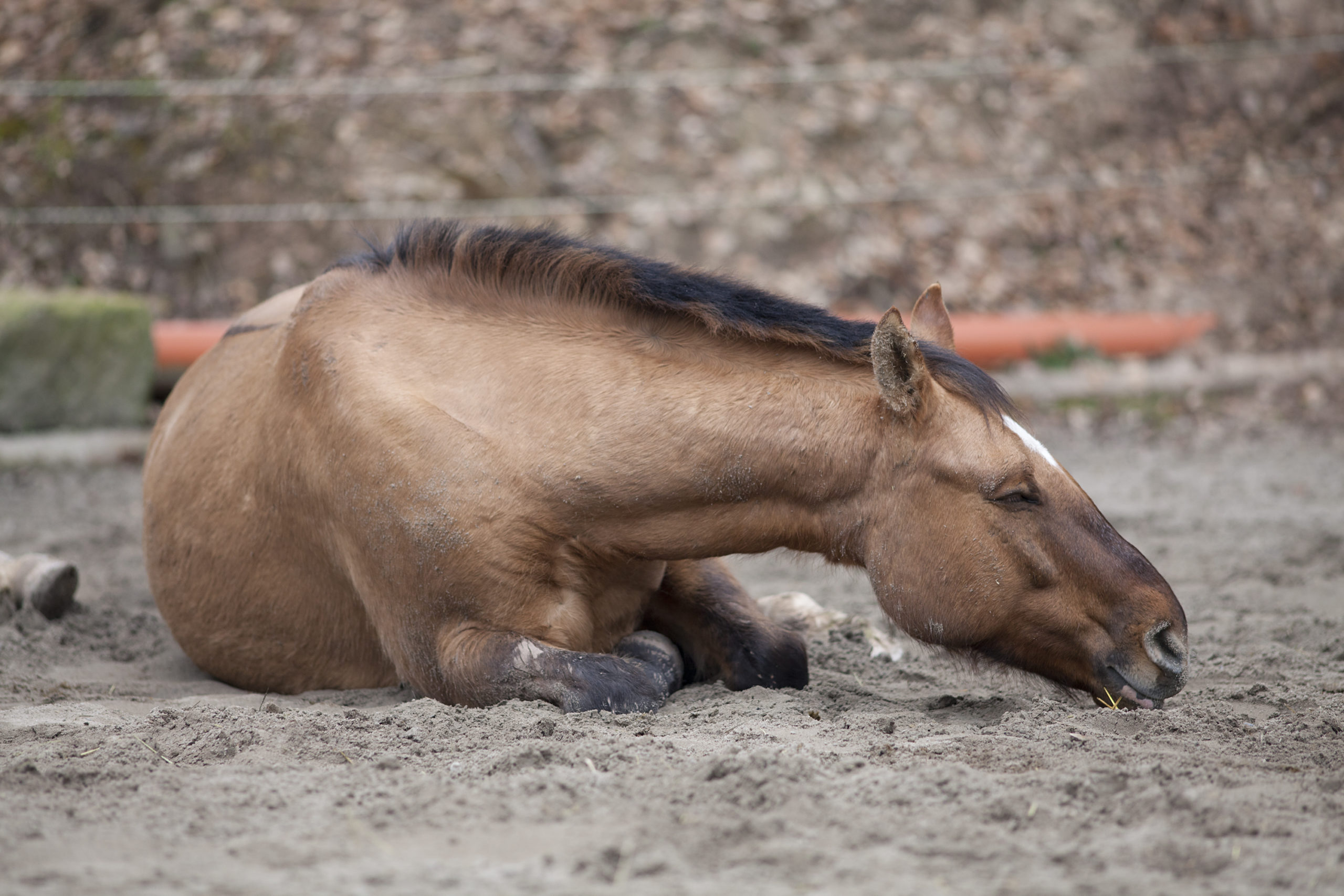 Minska risken för sandkolik hos din häst